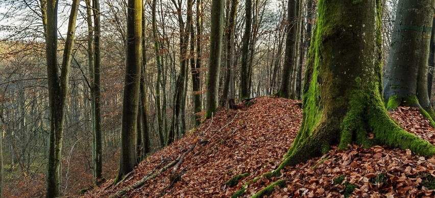 Znacie swój region? Rezerwat Diabli Skok na fenomenalnych fotografiach Jarosława Ramuckiego