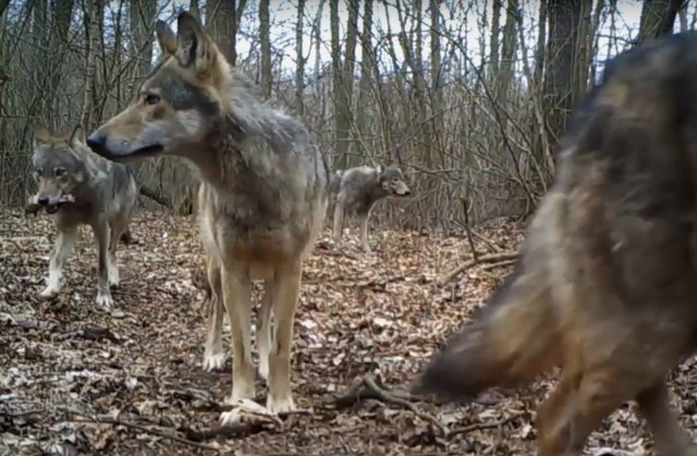 Zoo Poznań chce odłowić trzy wilki spod Swarzędza.