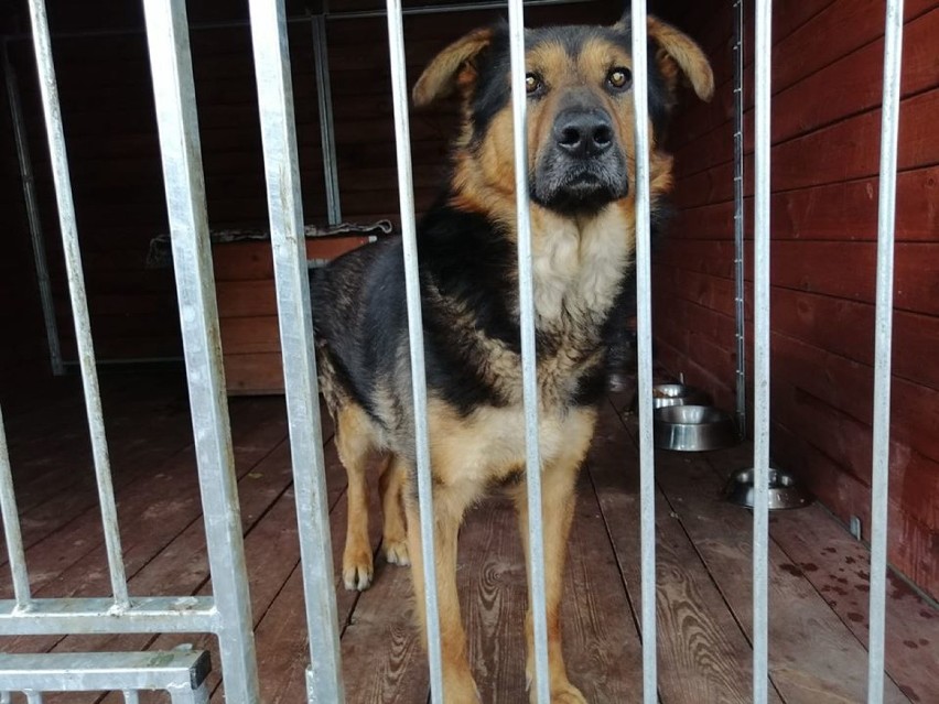 Zmaltretowane psy z przytuliska w Radysach trafiły do schroniska w Kaliszu