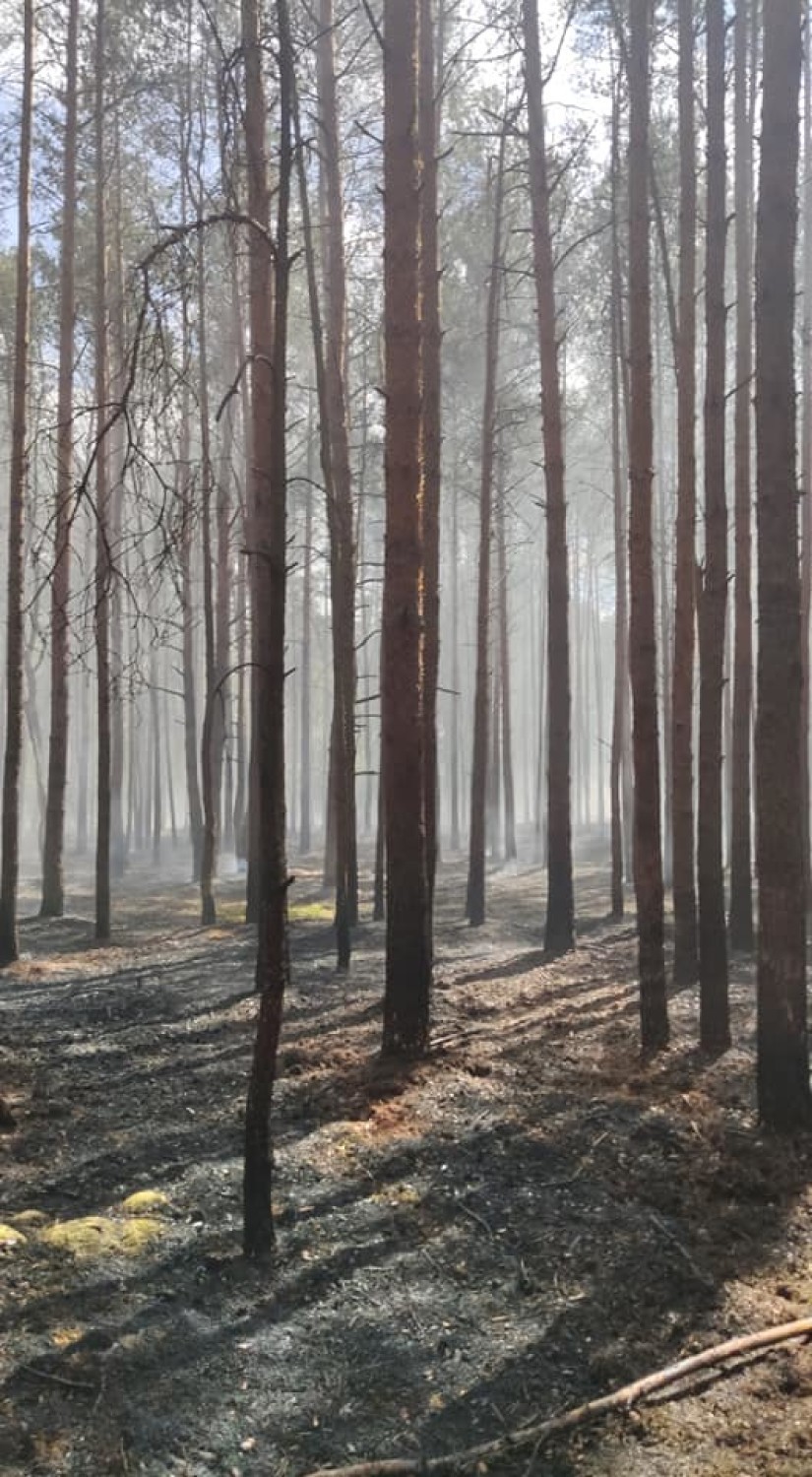 Palił się las. Strażacy musieli interweniować ZDjĘCIA