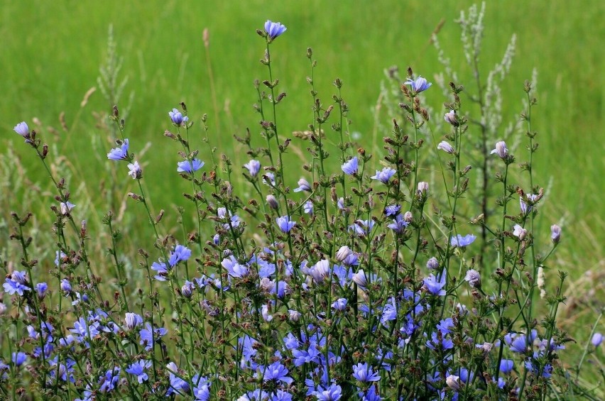 Cykoria to błękitne kwiaty, które spotkamy na łąkach. Wywar...
