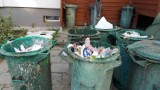 Mieszkańcy Zielonej Góry skarżą się na problemy z czystością. Czy toniemy w śmieciach? [ZDJĘCIA]