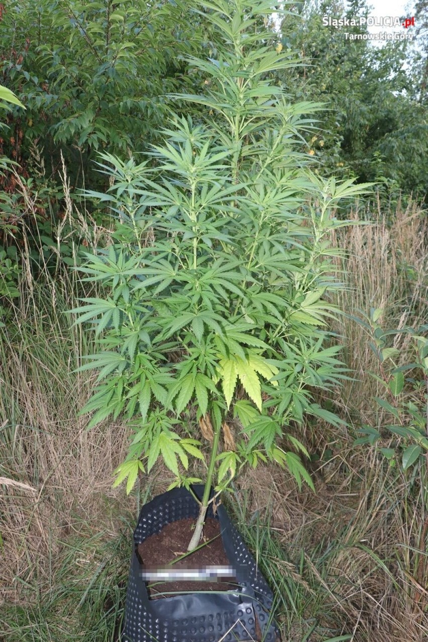 Tworóg. Zabezpieczono nielegalną plantację marihuany. Mężczyzna uprawiał 68 drzewek konopi indyjskich