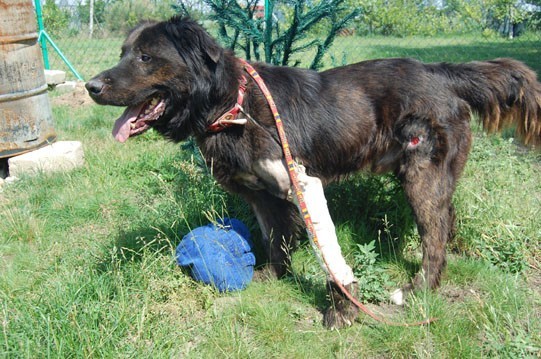 Kalisz: Szukają domu dla psa z ranami postrzałowymi. Zwierzę cudem przeżyło. ZDJĘCIA