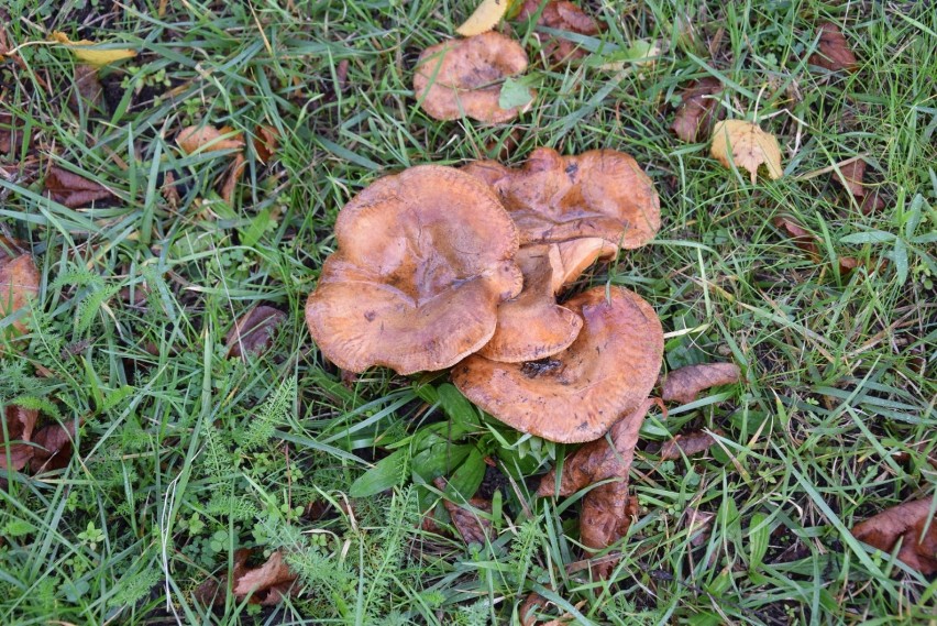 Takie grzyby rosną na miejskich trawnikach w Pruszczu! Zobaczcie zdjęcia!