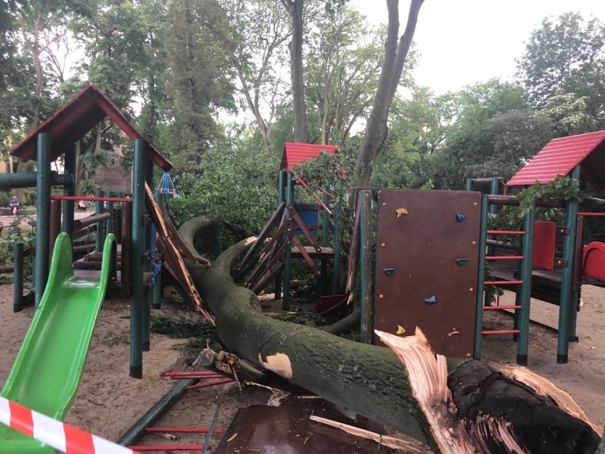 Stargard. Na plac zabaw w parku Chrobrego spadło drzewo [ZDJĘCIA]