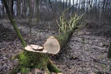 Wycinanie drzew możliwe bez zezwolenia?