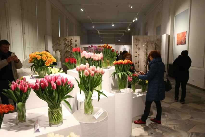 Wystawa tulipanów Wilanów 2019. Blisko 100 pięknych i kolorowych odmian. Tłumy odwiedzających