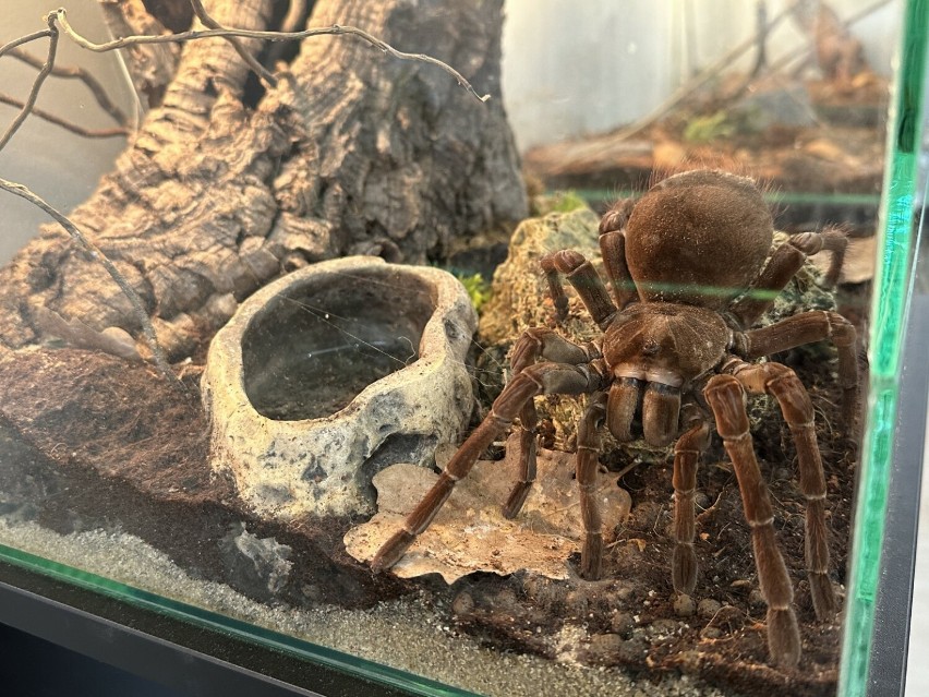 Wystawa pająków trwa w Miejskim Domu Kultury w Radomsku