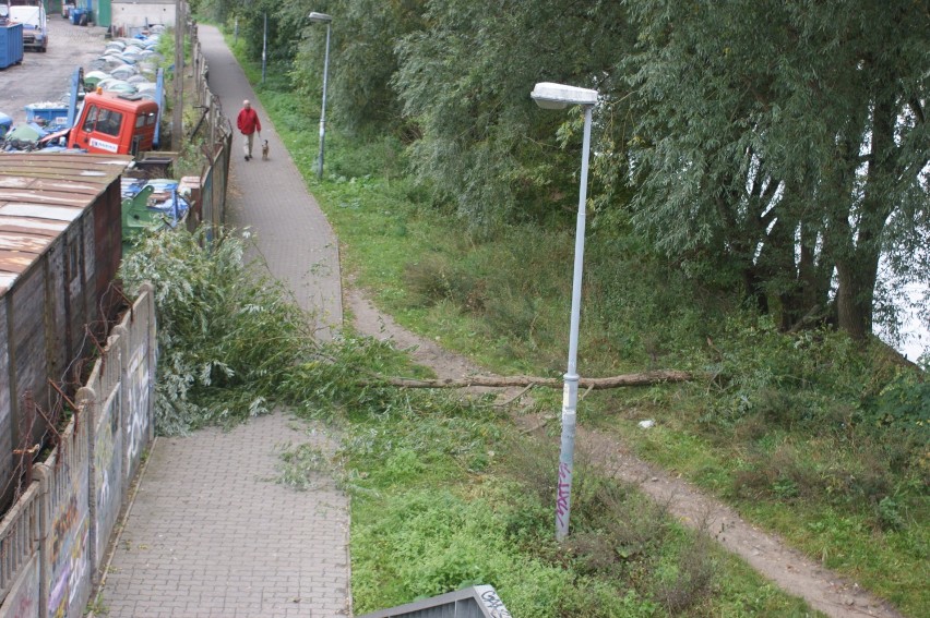 Bóbr zablokował wejście na most