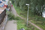 Bobry zablokowały wejście na most w Gorzowie (zdjęcia)