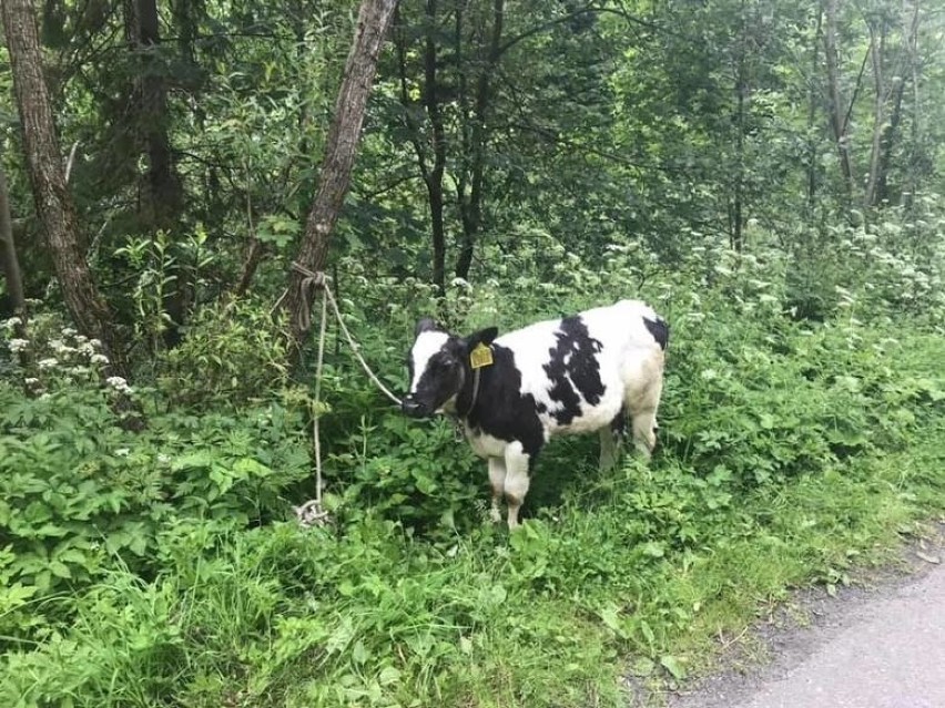 Uhryń. Kierowca, który wiózł kradzioną krowę, był kompletnie pijany. Po wypadku zwierzę uciekło do lasu
