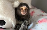 Animalsi z Oświęcimia szukają wsparcia i nowego domu dla Grzesia. To małpka marmozeta białoucha [ZDJĘCIA]