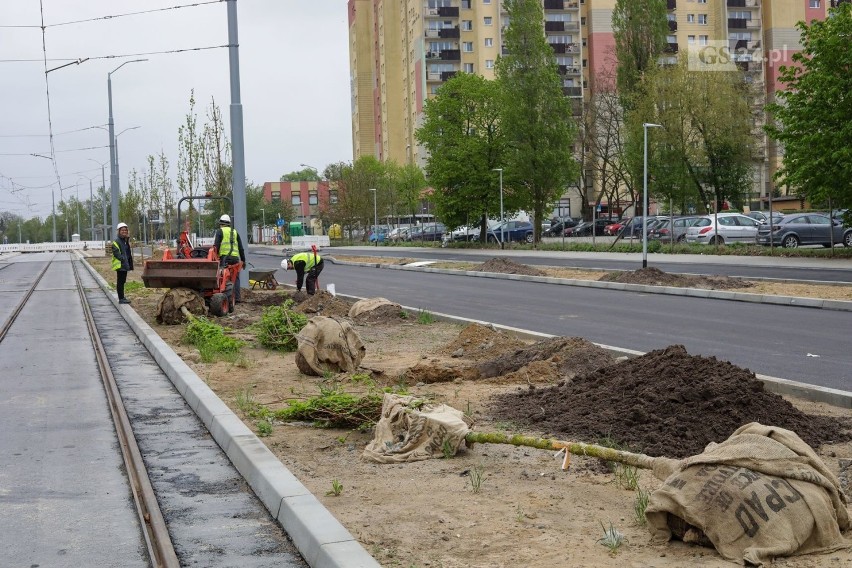 Przebudowywana ulica Szafera daleka od betonowiska. Miasto organizuje setki nasadzeń 