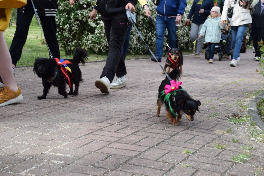 Konin. 22 maja. Dzień Praw Zwierząt. Konińska Parada Kundelków i nie tylko