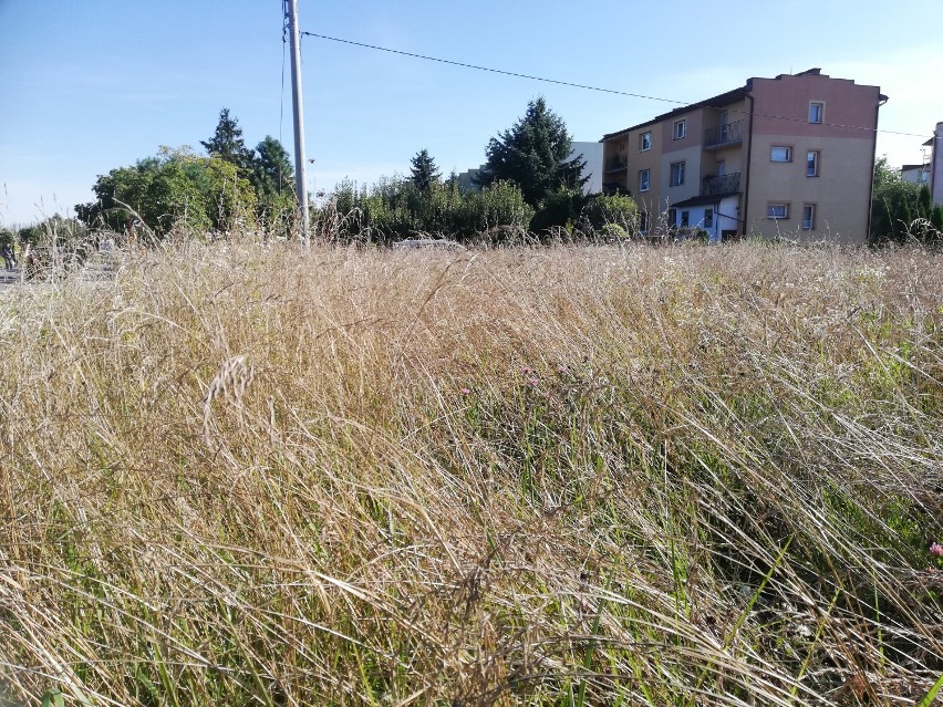 Lubelskie sianokosy. Gdzie i jak często miasto kosi trawę Lublinie?   