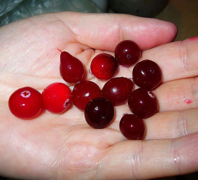 Źródło: http://commons.wikimedia.org/wiki/File:Cranberries_on_palms_.jpg