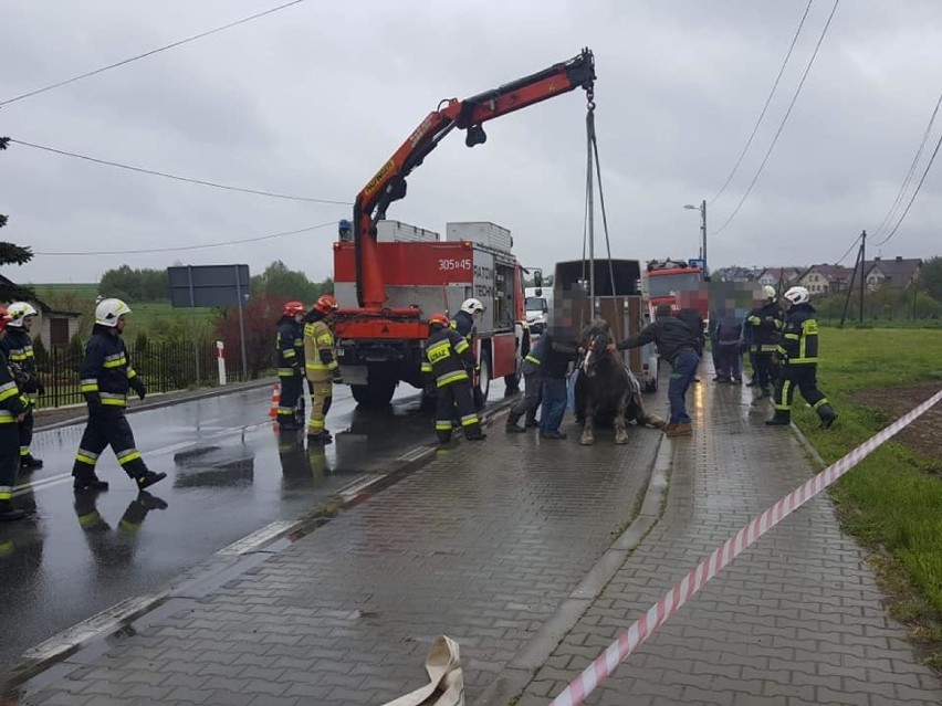 Koń przewrócił się na drodze wojewódzkiej w gminie Skała. Zwierzę było przewożone w przyczepie