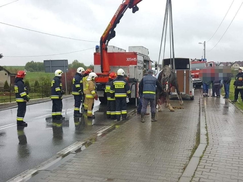 Koń przewrócił się na drodze wojewódzkiej w gminie Skała. Zwierzę było przewożone w przyczepie