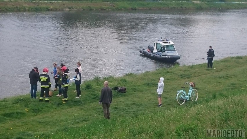 Zwłoki dwóch psów wyłowione z wody w Opolu. Jedne były w worku