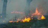 Strażacy gasili ognisko pozostawione w lesie w Białych Błotach pod Bydgoszczą