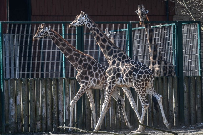  Gdańskie zoo znów otwarte dla posiadaczy Gdańskiej Karty Mieszkańca, Pakietu Gdańskiego Lwa i biletów rocznych, ale trzeba wejściówki