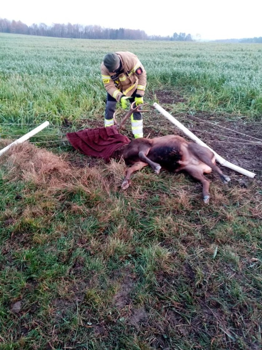Strażacy z Gościna uratowali jelenia, zaplątanego w linki
