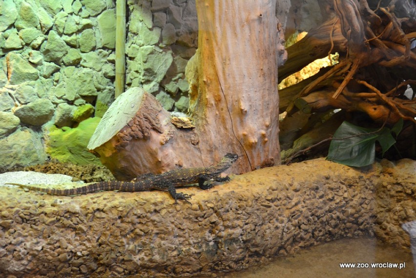 Warany z komodo w zoo we Wrocławiu