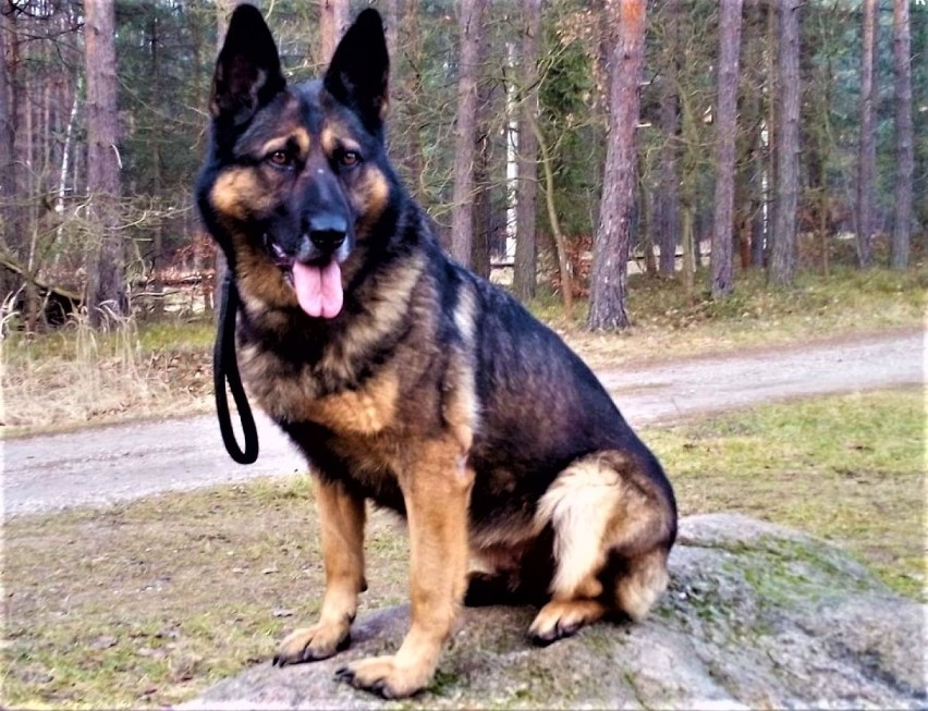 Kira uratowała 83-latkę. Policyjny pies z Rybnika i jej...