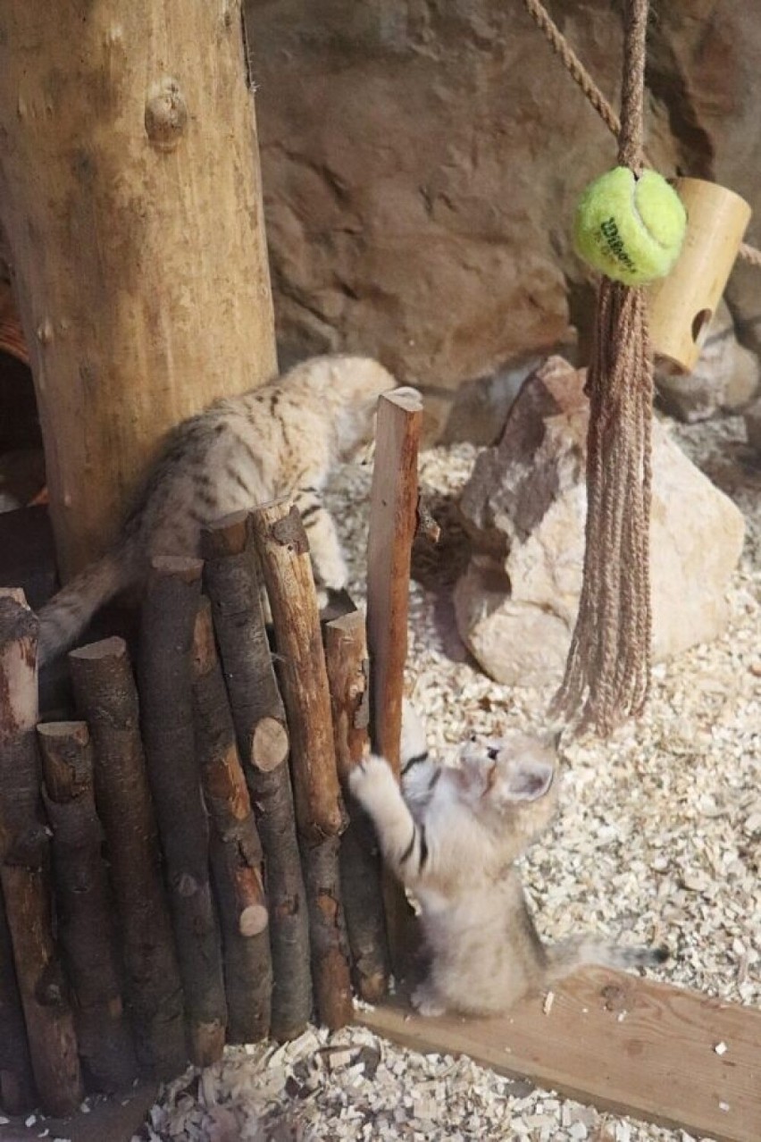 W gdańskim zoo powiększyła się rodzina kotów pustynnych! WIDEO, ZDJĘCIA
