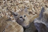 W gdańskim zoo powiększyła się rodzina kotów pustynnych! WIDEO, ZDJĘCIA