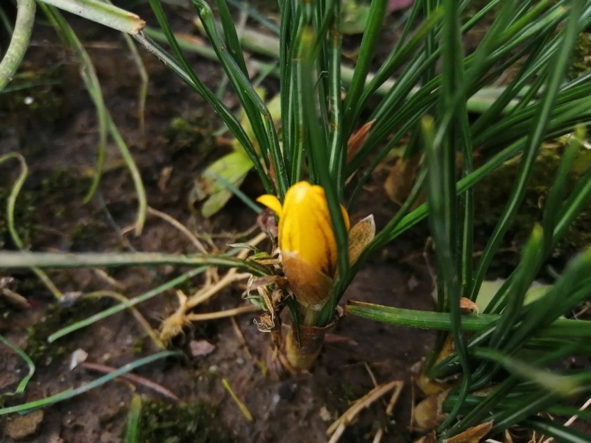 W ogrodzie w Przemyślu zakwitł pierwszy krokus. Rozkwitają...