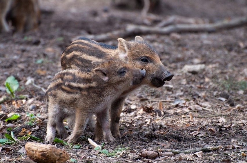 450 dzików do odstrzału w powiecie radomszczańskim. Odstrzał...