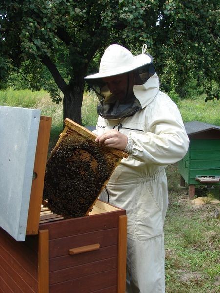 Pasieka Ireneusza Kwaśniaka z Karczmisk słynie w okolicy z...