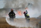 Pożar ścierniska pod Damasławkiem. Z ogniem walczyło kilka zastępów straży 