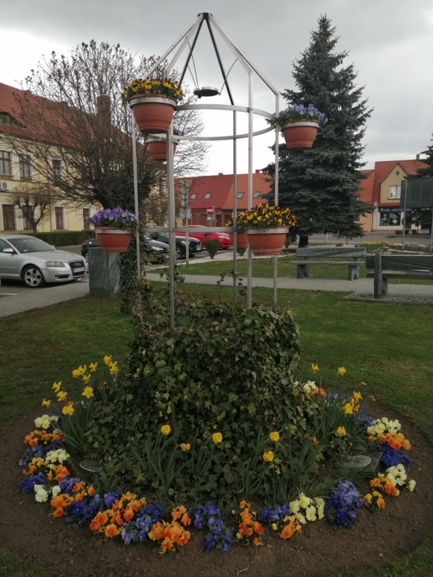 ŚMIGIEL. Rynek i Plac Wojska Polskiego toną w wiosennych kwiatach. Ile kosztuje utrzymanie zieleni w Śmiglu i gminie? [ZDJĘCIA]