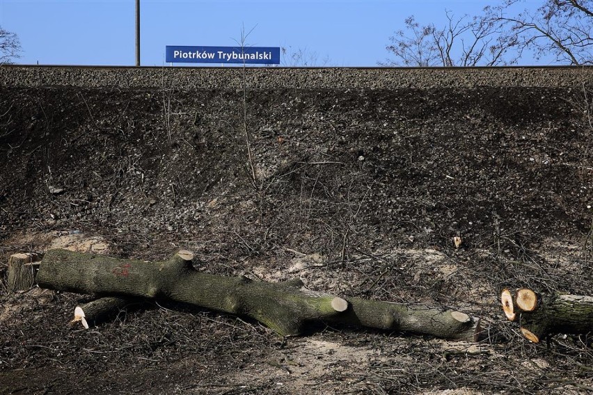 PKP wycinają drzewa przy ul. Budki w Piotrkowie