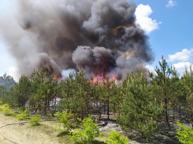 Pożary strawiły 3 hektary lasu w Olkuszu. Następnego dnia trwało dogaszanie pogorzeliska