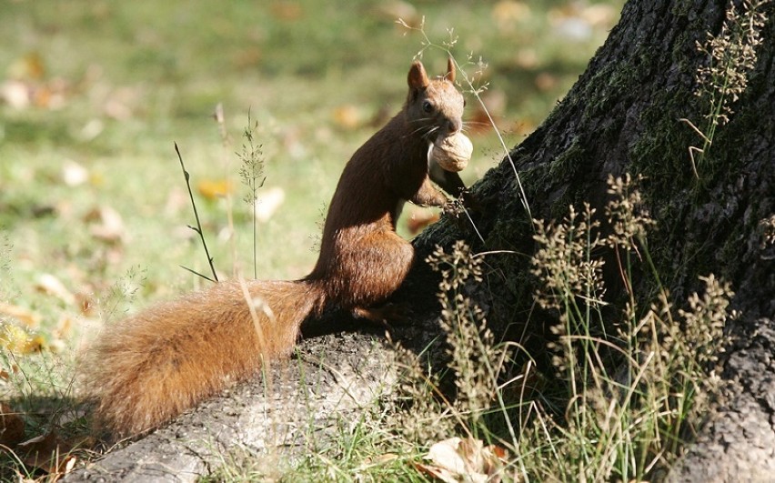 Legnickie wiewiórki robią zapasy na zimę [ZDJĘCIA]