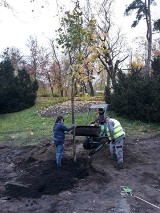 W rejonie placu Rapackiego w Toruniu zasadzono nowe drzewa i krzewy [zdjęcia]