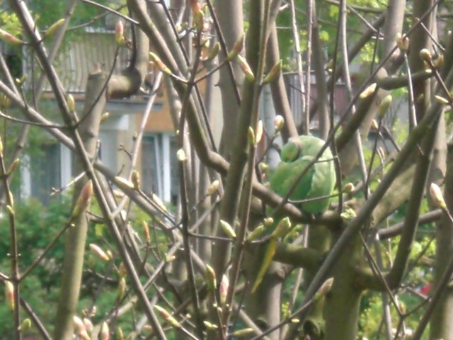 Papuga przesiaduje na drzewach na osiedlu Morelowym.