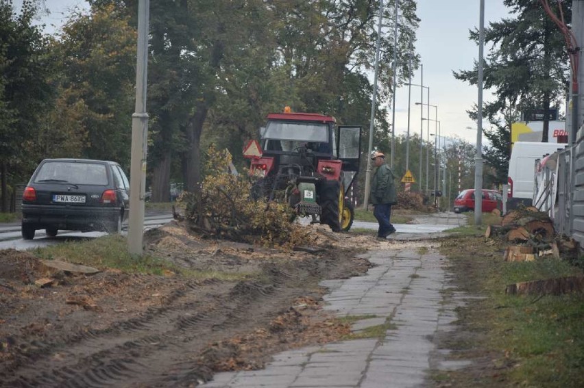 Padają drzewa w Wągrowcu. Wycięto już kilkadziesiąt 