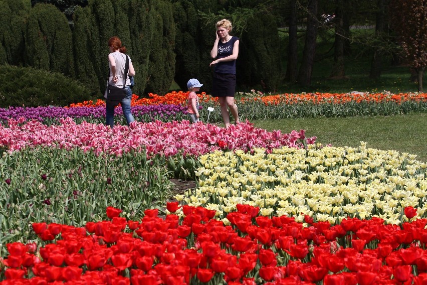 Tulipany kwitną w Ogrodzie Botanicznym w Łodzi