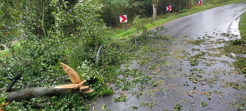 Przewrócone drzewo Mikołajki Pomorskie