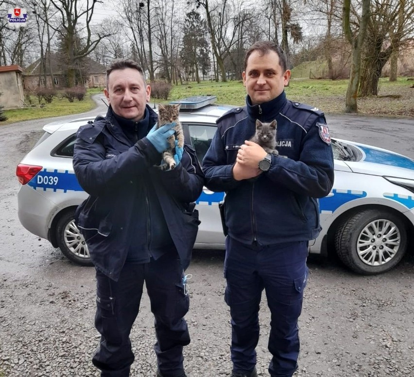 Porzucone kotki uratowane przez funkcjonariuszy policji z radzyńskiej komendy