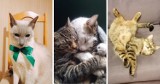 Koty Czytelników portalu Wieluń Naszemiasto.pl. Zobaczcie ZDJĘCIA nadesłane w Światowym Dniu Kota
