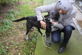 Schronisko dla Zwierząt w Bydgoszczy wznawia adopcje! Przygarnąć psa możesz na specjalnych warunkach
