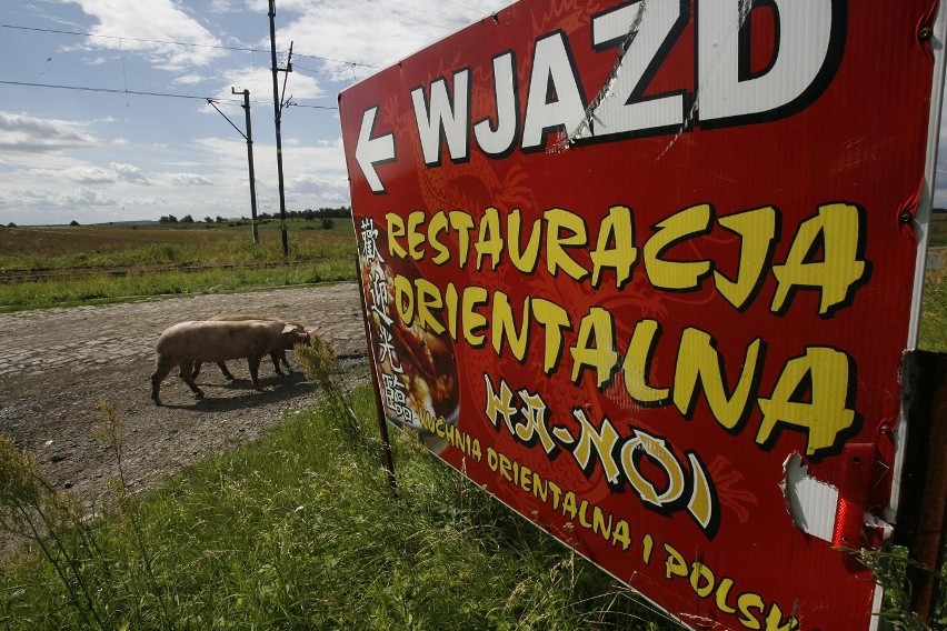 Wypadek ciężarówki ze świniami na trasie Legnica - Złotoryja (ZDJĘCIA)