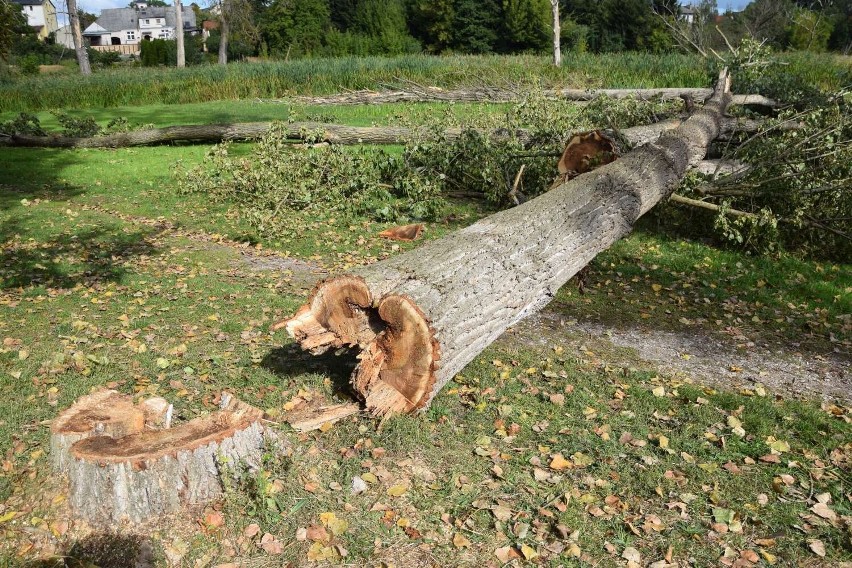 Wycinają drzewa na terenie Księżego Kacerka w Wągrowcu. Wzbudza to mieszane emocje wągrowczan
