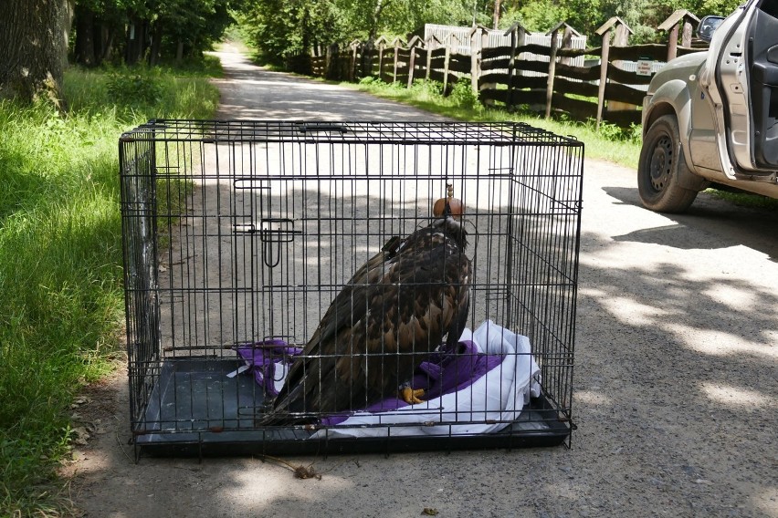 Młoda samica orła bielika z osady w Kole odzyskała wolność